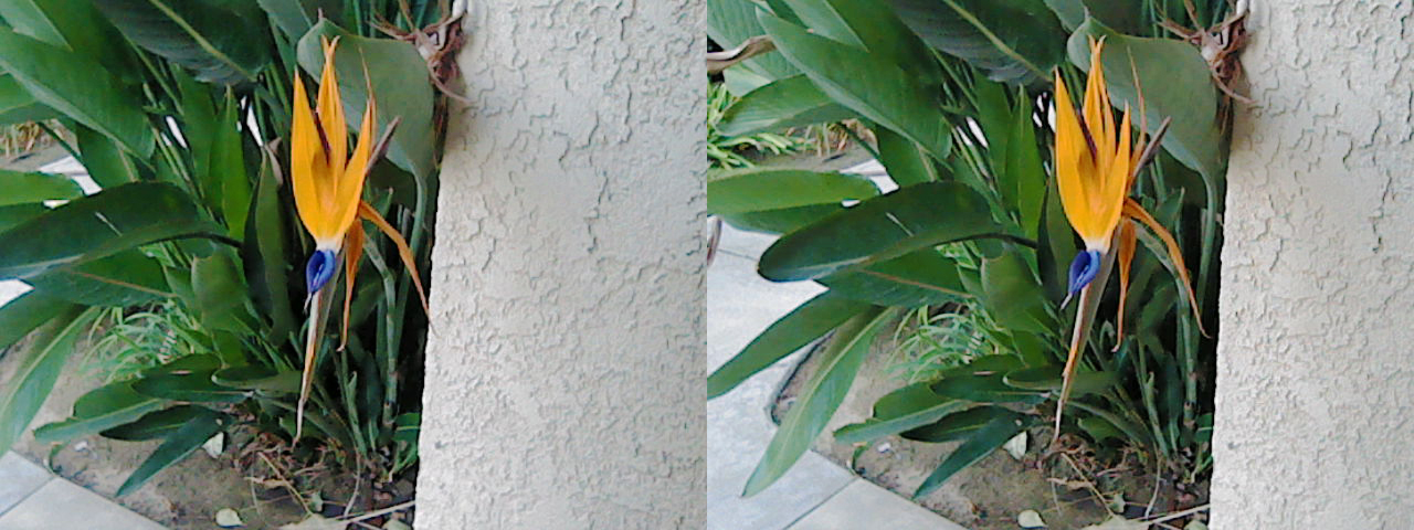 birds of paradise jpg of both frames
